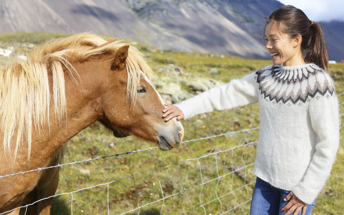 Islandpferd auf Island