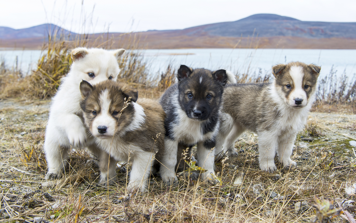 Schlittenhund Welpen in Grönland