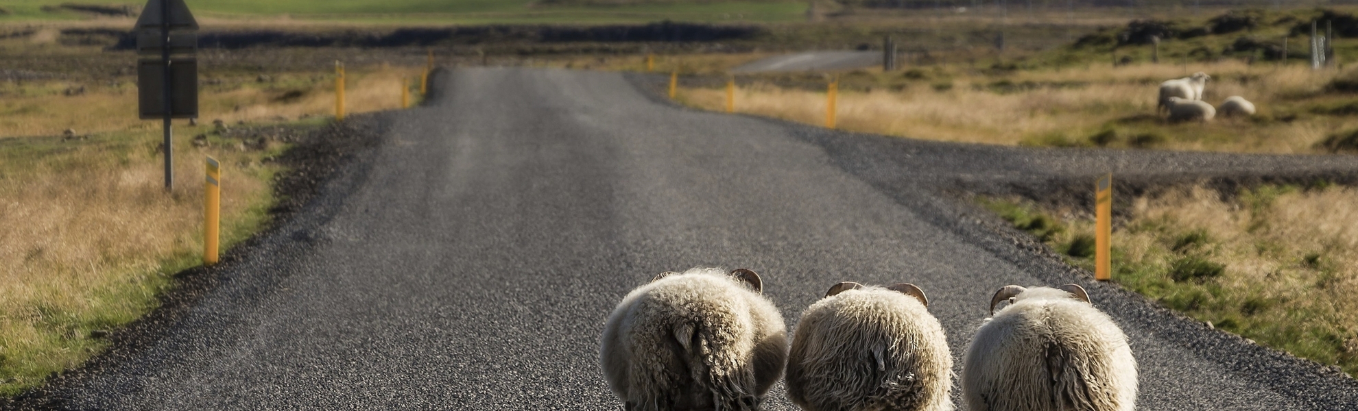 Schafe auf einer Straße in Akureyri, Island