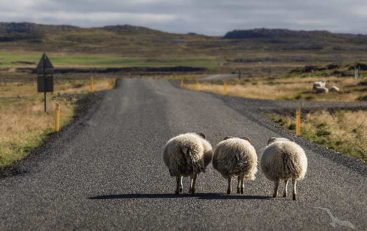 Schafe auf einer Straße in Akureyri, Island