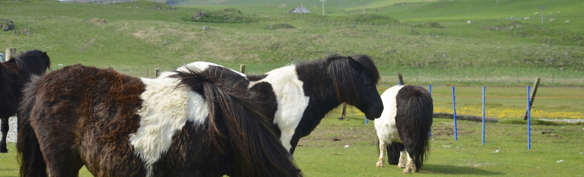 Ponys in Lerwick