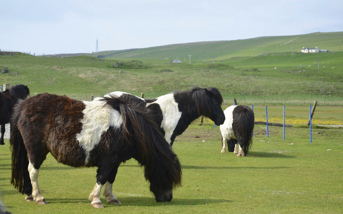 Ponys in Lerwick