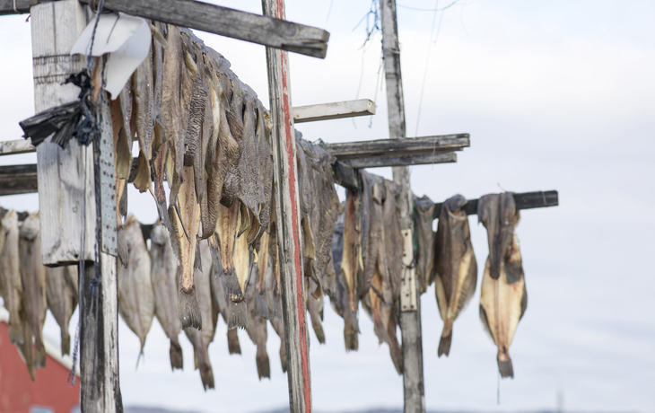 traditionell getrockneter Fisch in Grönland