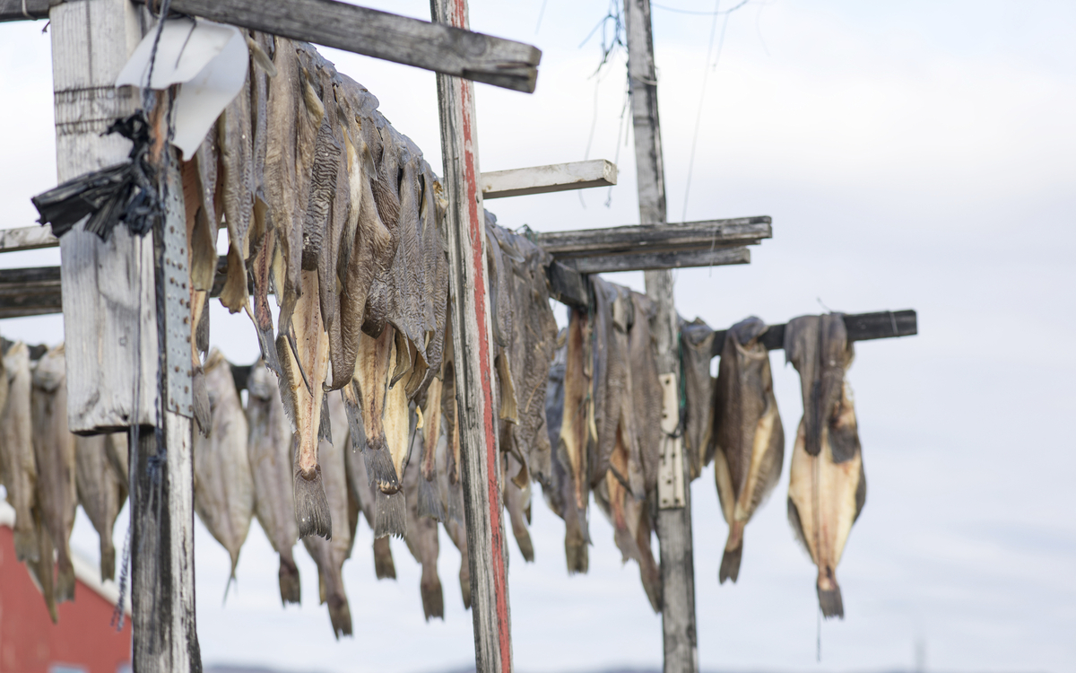 traditionell getrockneter Fisch in Grönland