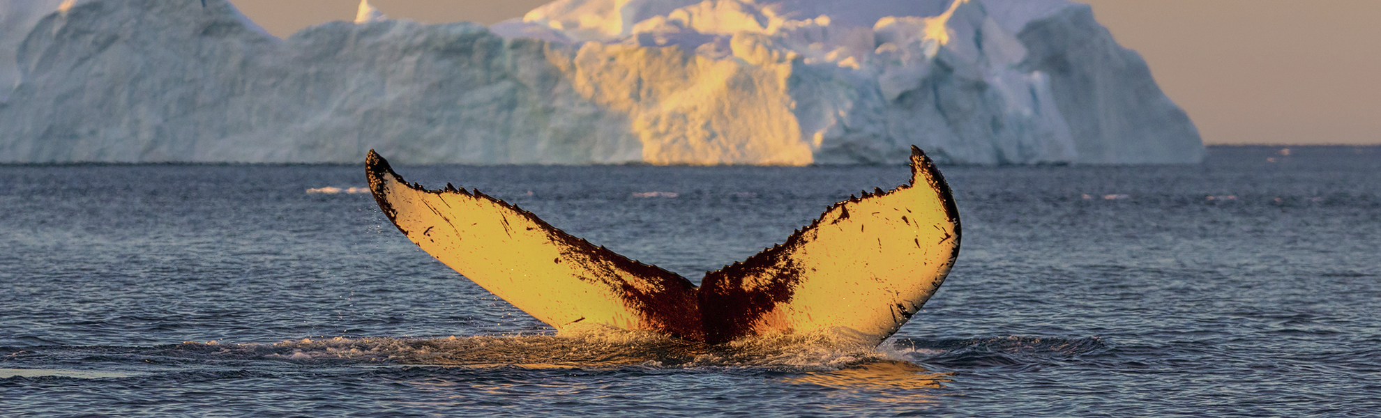 Wal in Ilulissat, Groenland