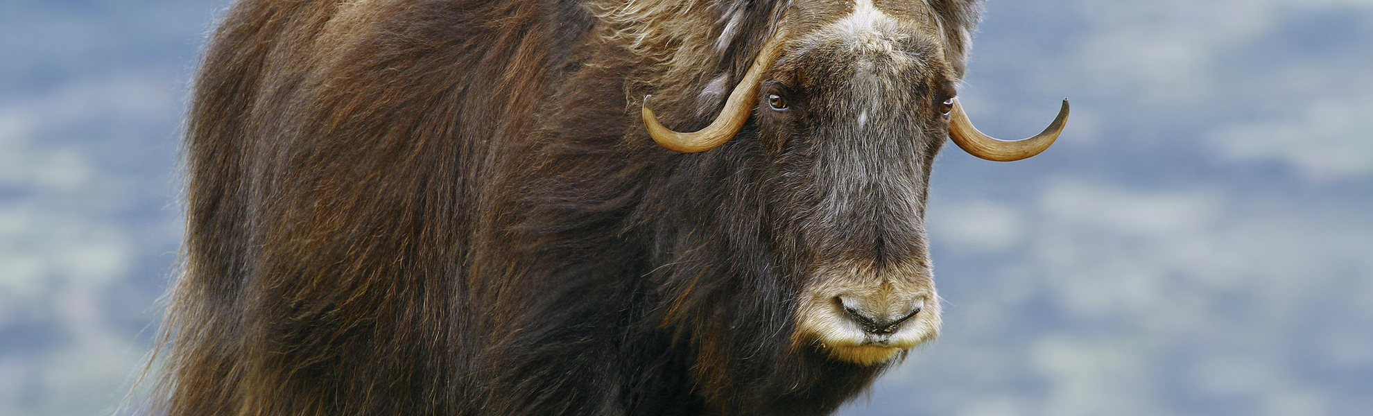 Moschusochsen in Grönland