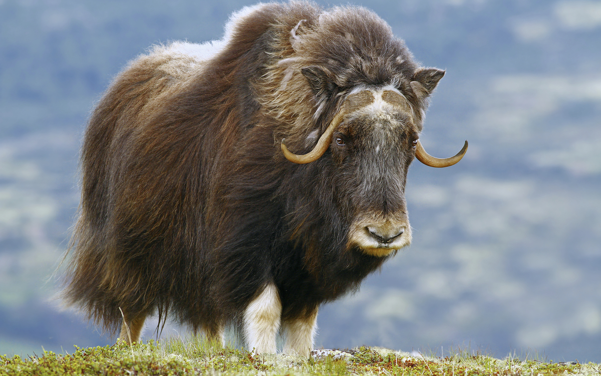 Moschusochsen in Grönland