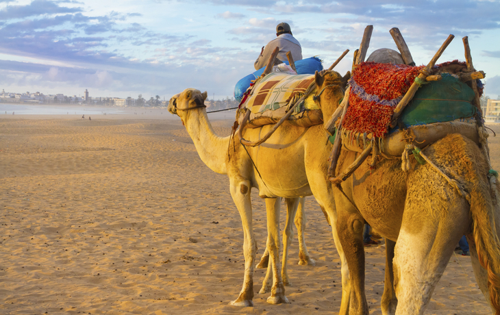 Kamele in der Wüste, Marokko