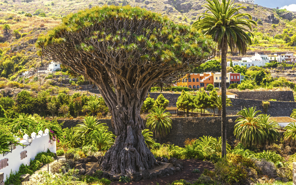 Millennial Drago Baum und Stadt Icod auf Teneriffa, Spanien