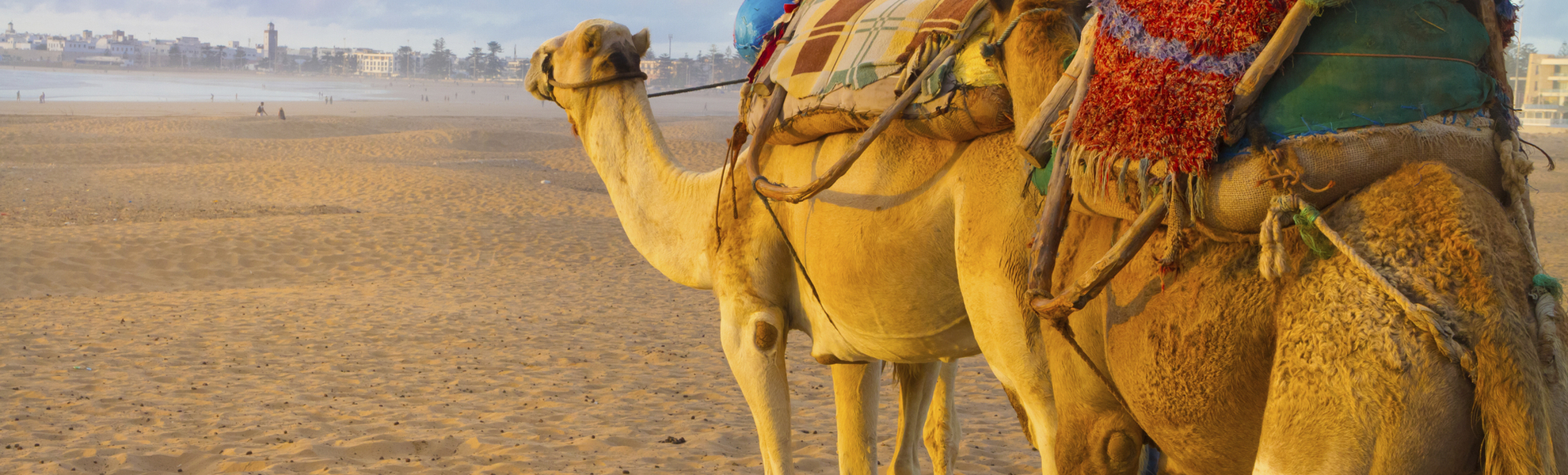 Kamele in der Wüste, Marokko