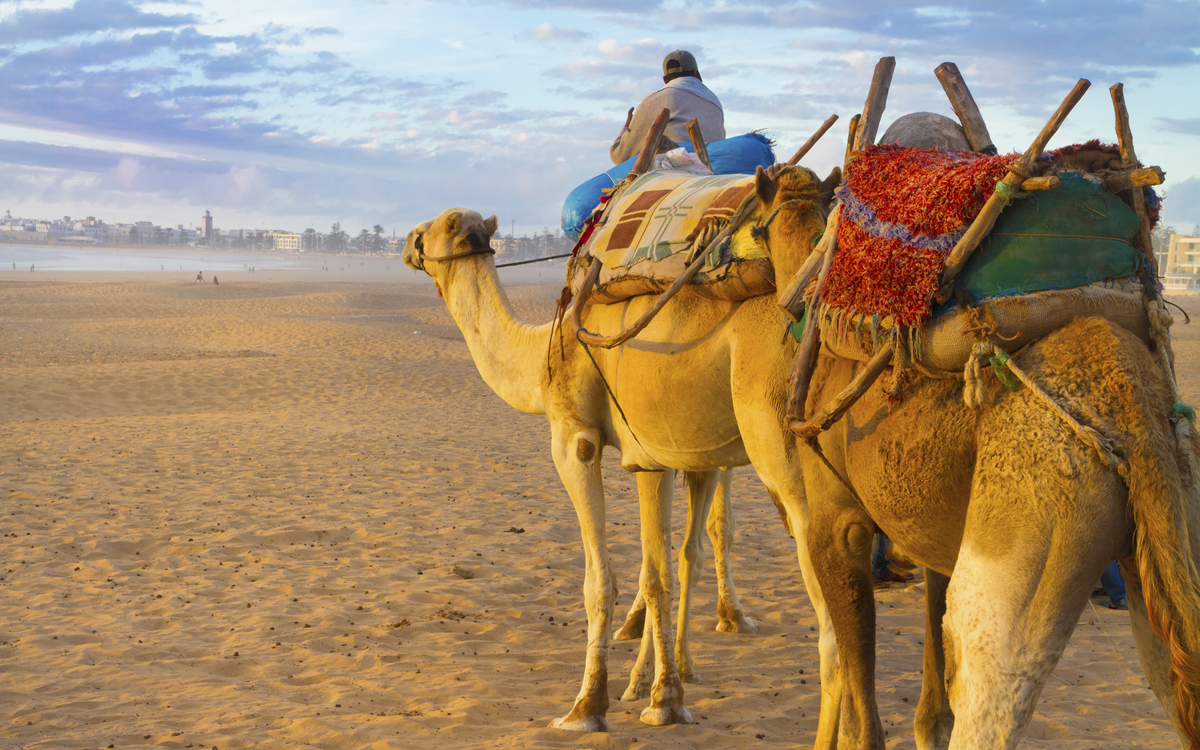 Kamele in der Wüste, Marokko