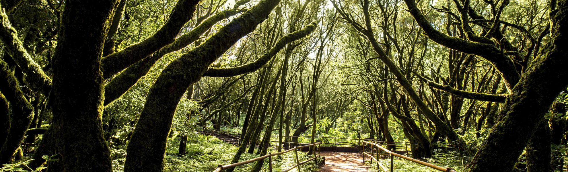 Garajonay Nationalpark auf La Gomera, Spanien