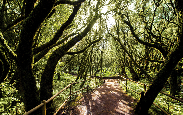 Garajonay Nationalpark auf La Gomera, Spanien