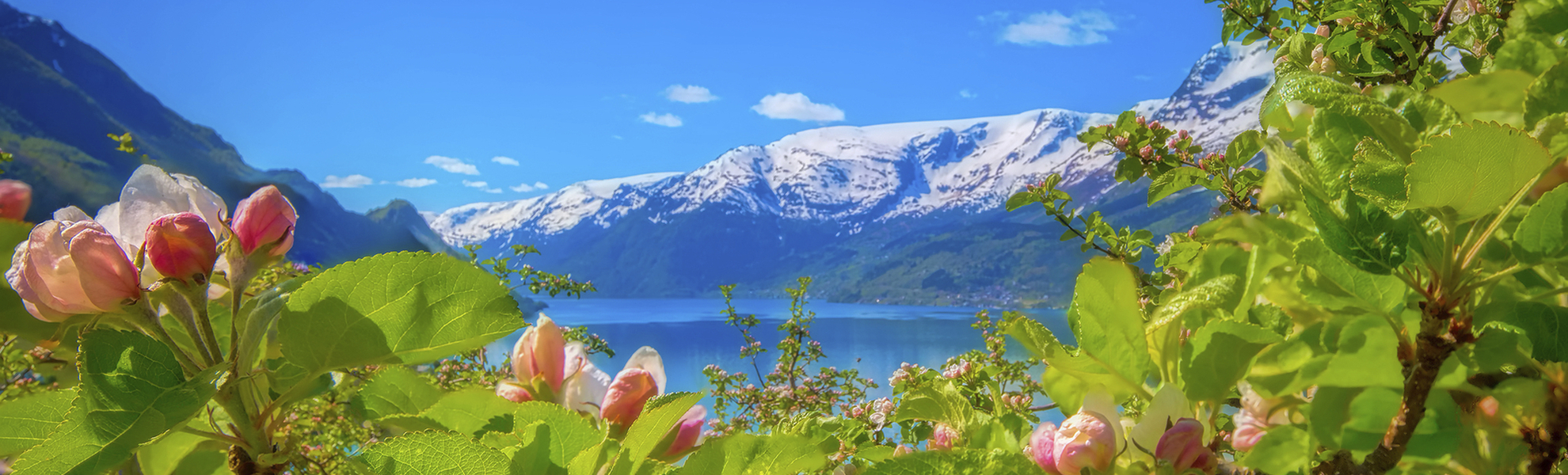 Die Apfelblüte im Hardangerfjord, Norwegen