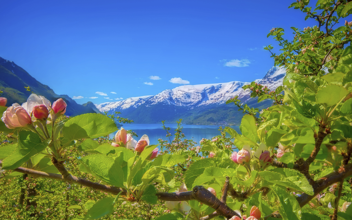 Die Apfelblüte im Hardangerfjord, Norwegen