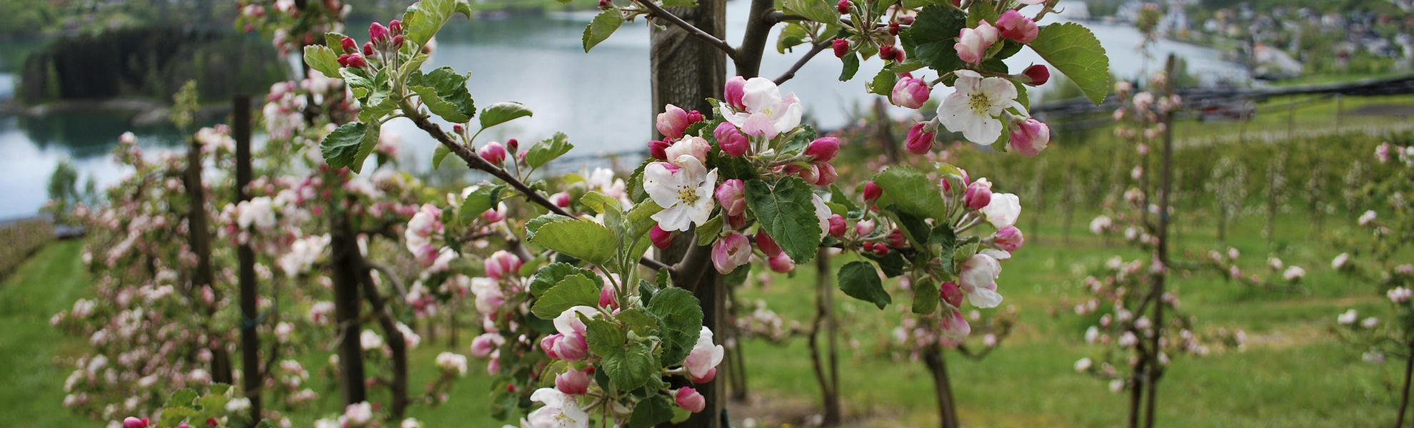 Hardangerfjord, Norwegen