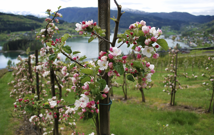 Hardangerfjord, Norwegen