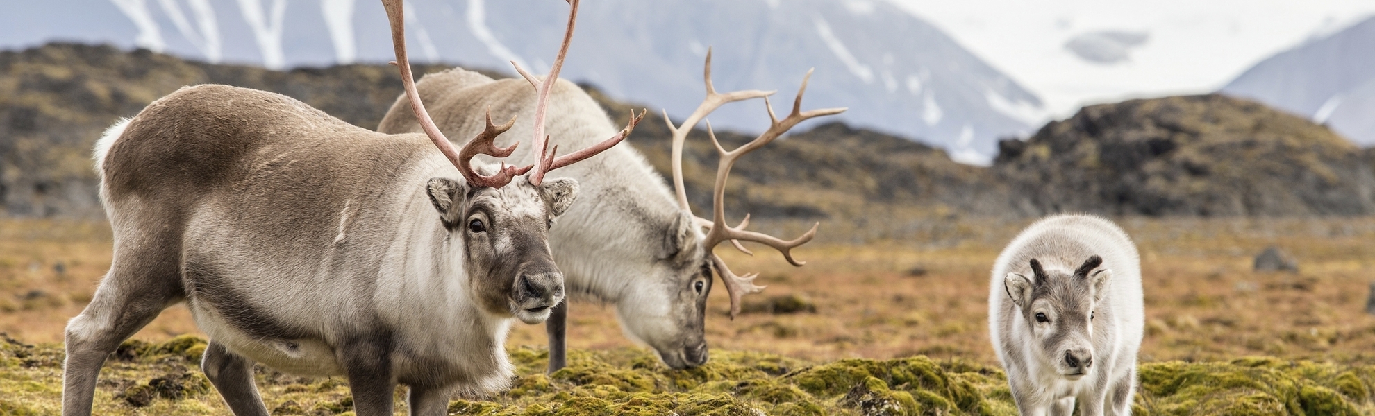 Rentiere in freier Wildbahn, Spitzbergen
