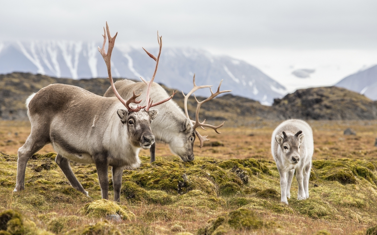 Rentiere in freier Wildbahn, Spitzbergen