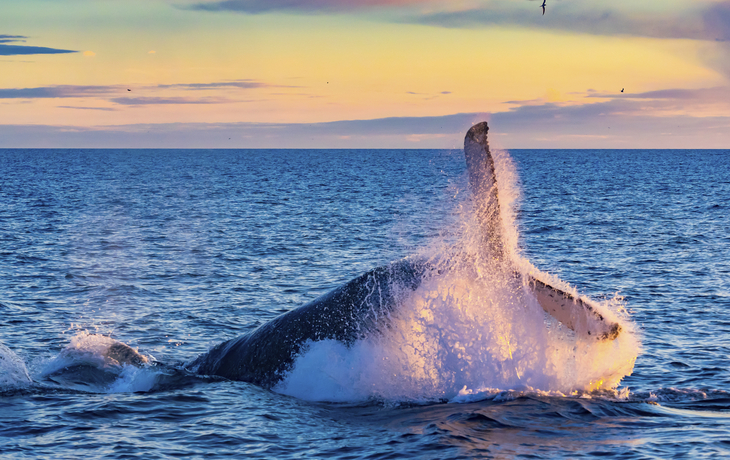 Reykjavik, Walsafari