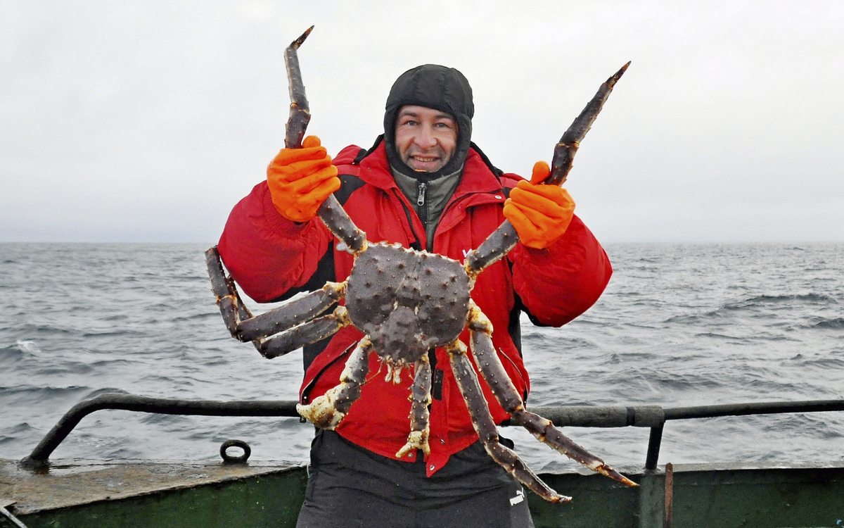 Königskrabben-Safari
