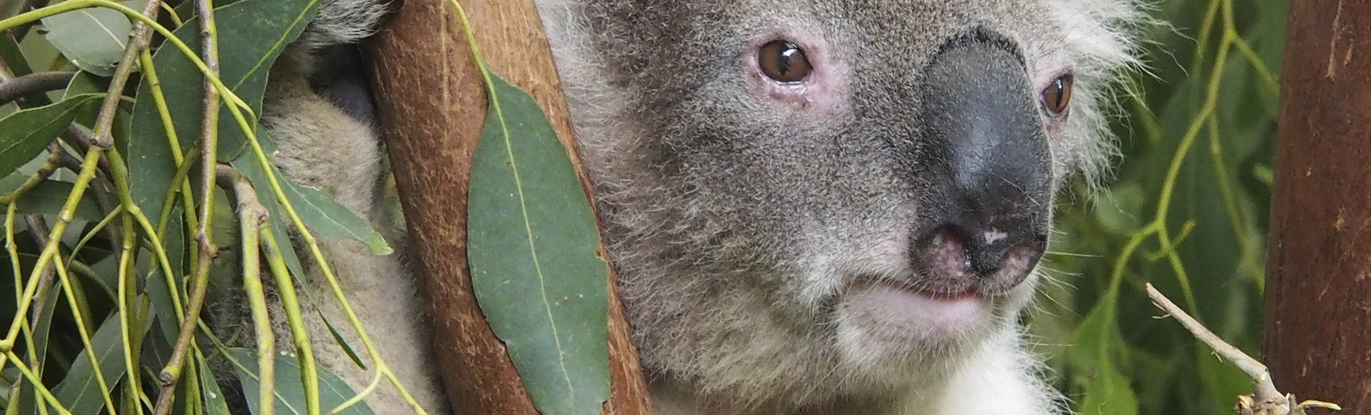 Koala im Featherdale Tierpark in Sydney, Australien