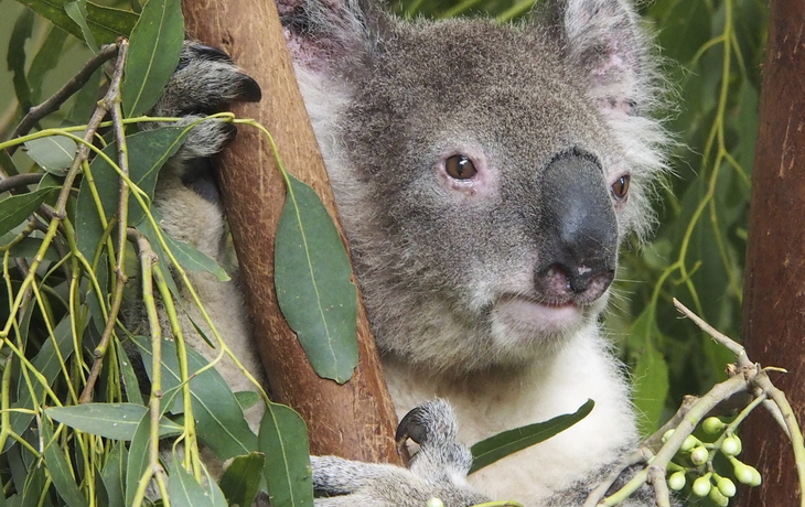 Koala im Featherdale Tierpark in Sydney, Australien