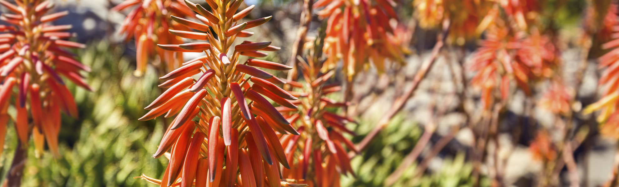 Gran Canaria, Gärten in Las Palmas