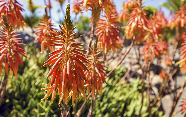 Gran Canaria, Gärten in Las Palmas