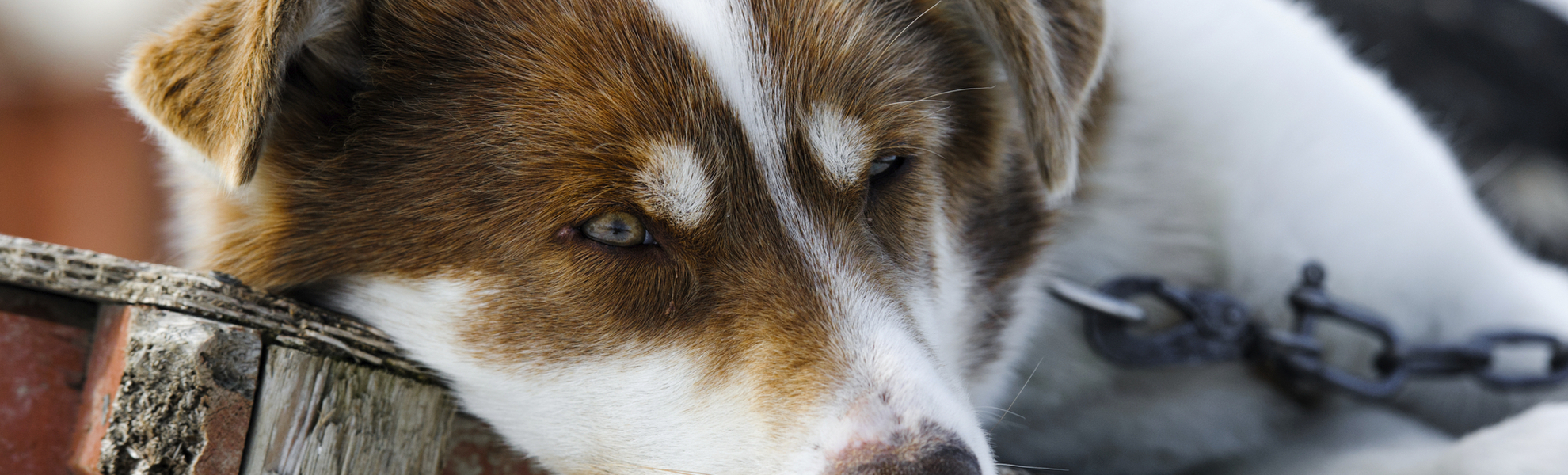Tromso, Zu Besuch bei den Huskies