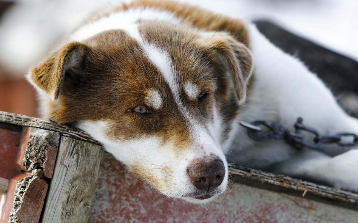 Tromso, Zu Besuch bei den Huskies