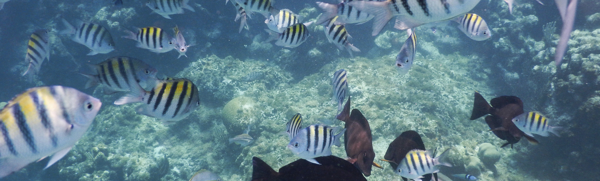 Fische im Korallenriff vor Roatán von Honduras, Karibik