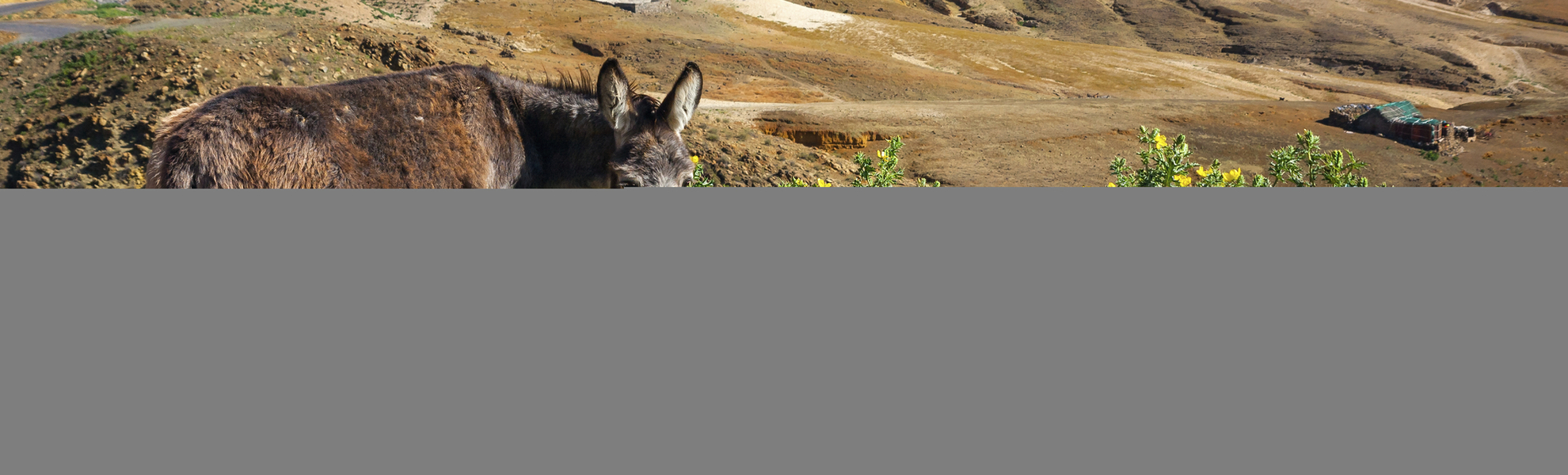 Esel auf den kapverdischen Inseln