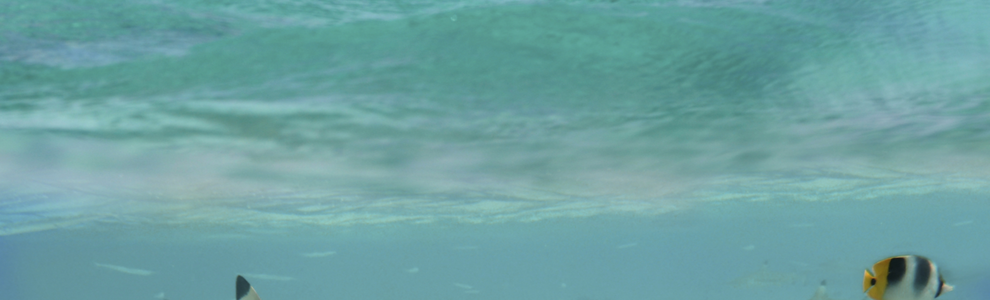 Rochenbeobachtung & Schnorcheln auf Bora Bora