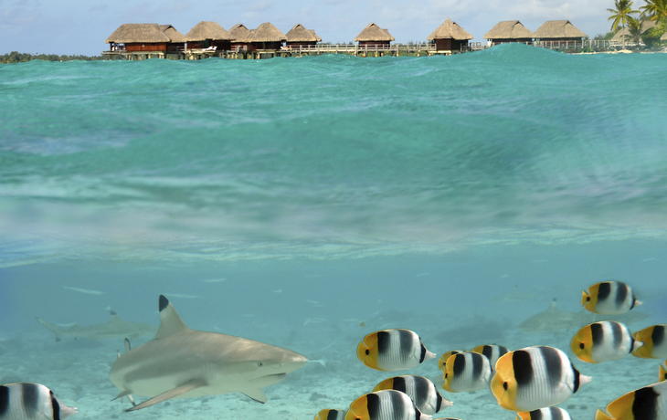 Rochenbeobachtung & Schnorcheln auf Bora Bora