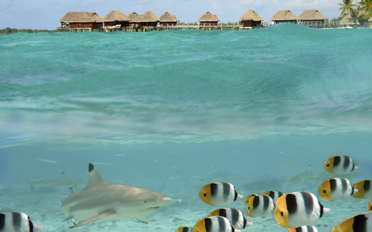 Rochenbeobachtung & Schnorcheln auf Bora Bora