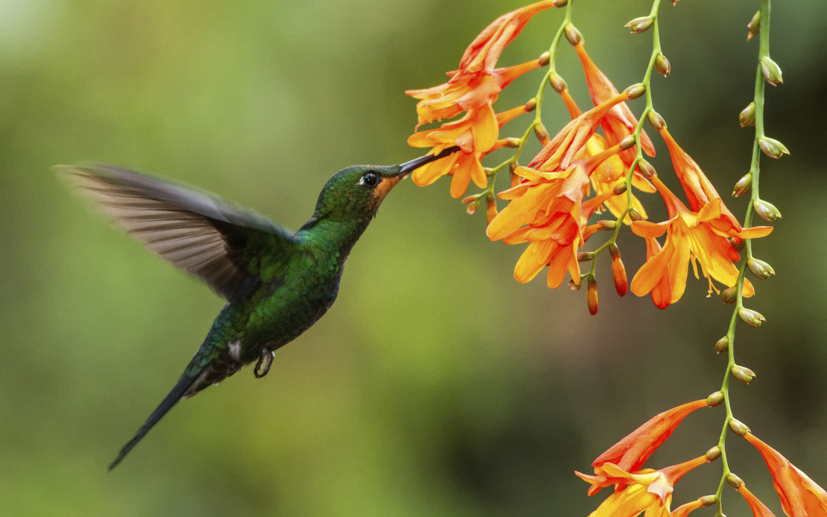 Kolibri, Panama