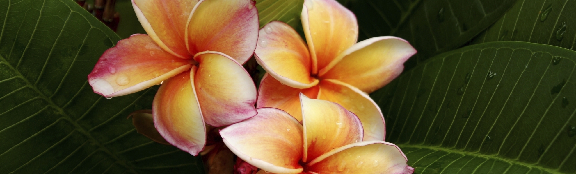Bunte Frangipani Blume