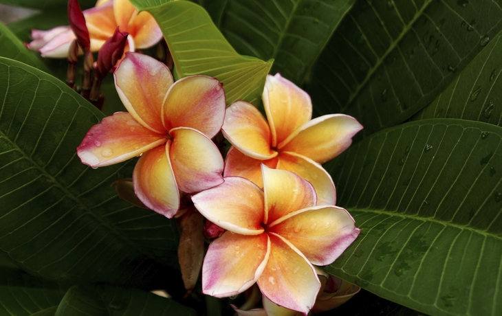 Bunte Frangipani Blume