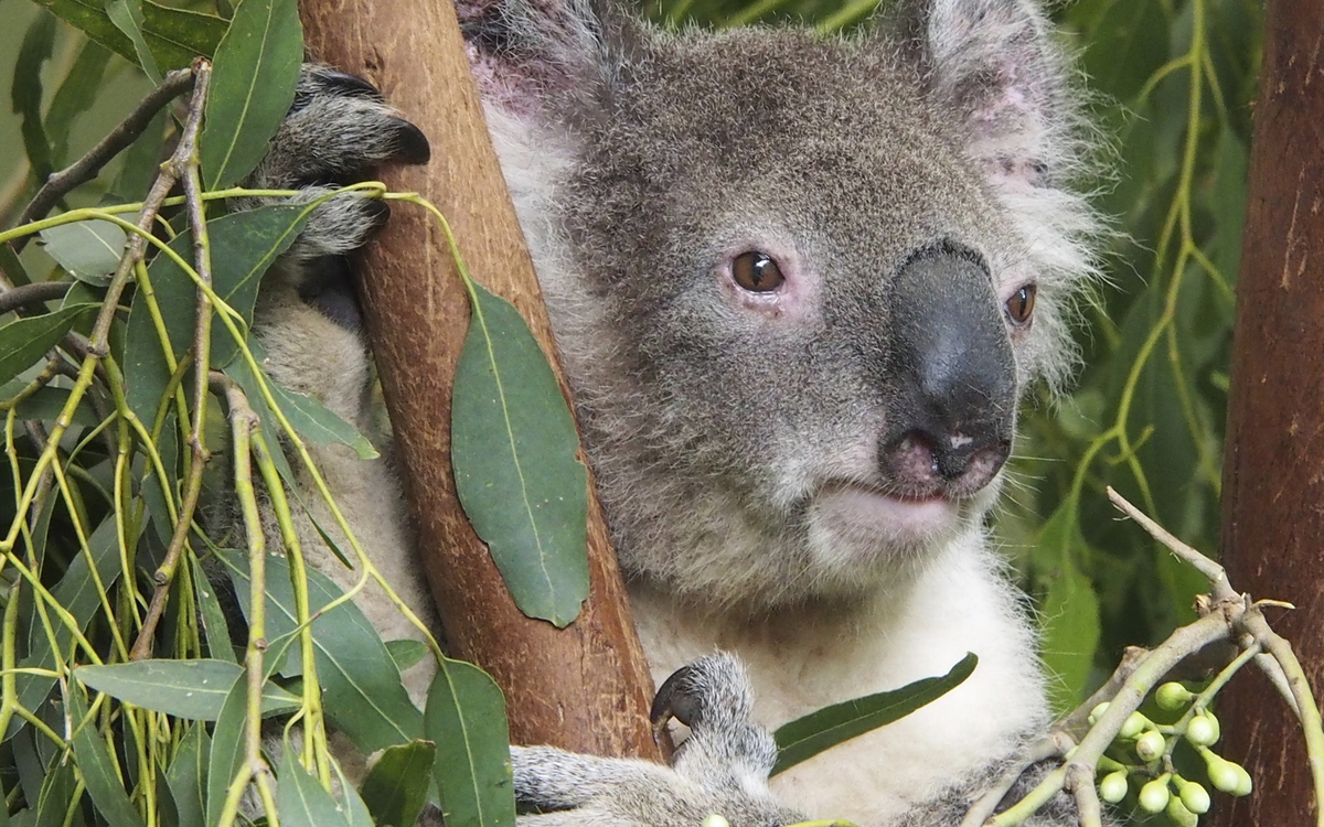 Koala im Featherdale Tierpark in Sydney, Australien