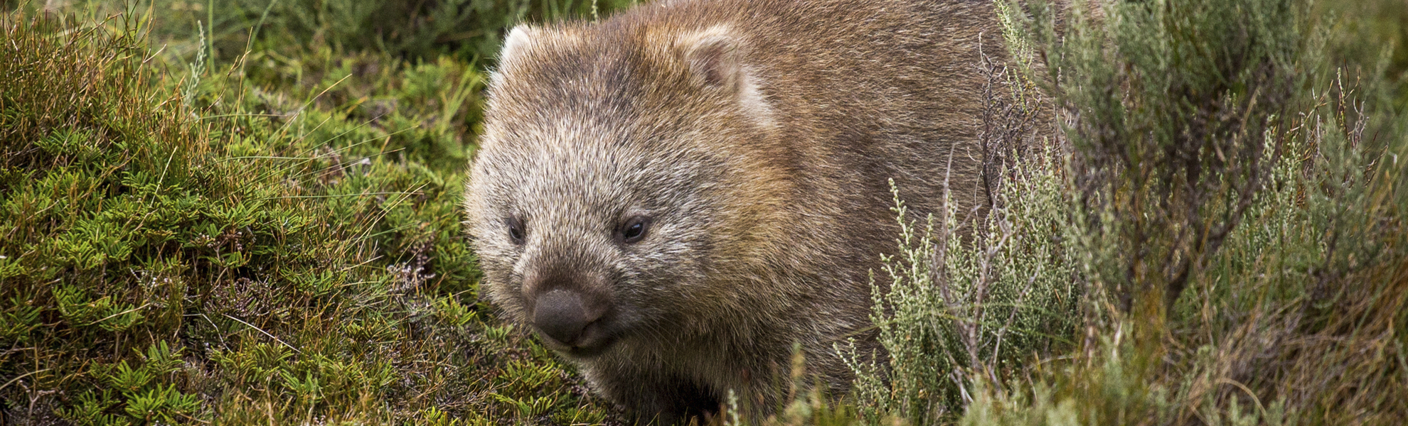 Wombat in der Natur von Australien