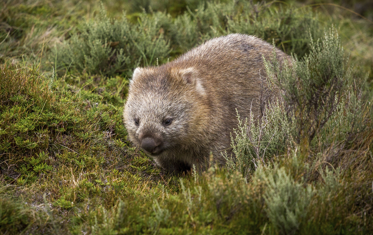 Wombat in der Natur von Australien