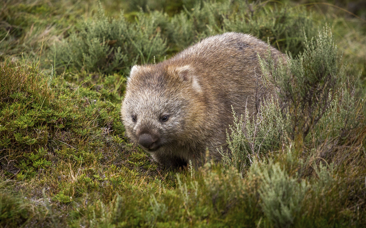 Wombat in der Natur von Australien