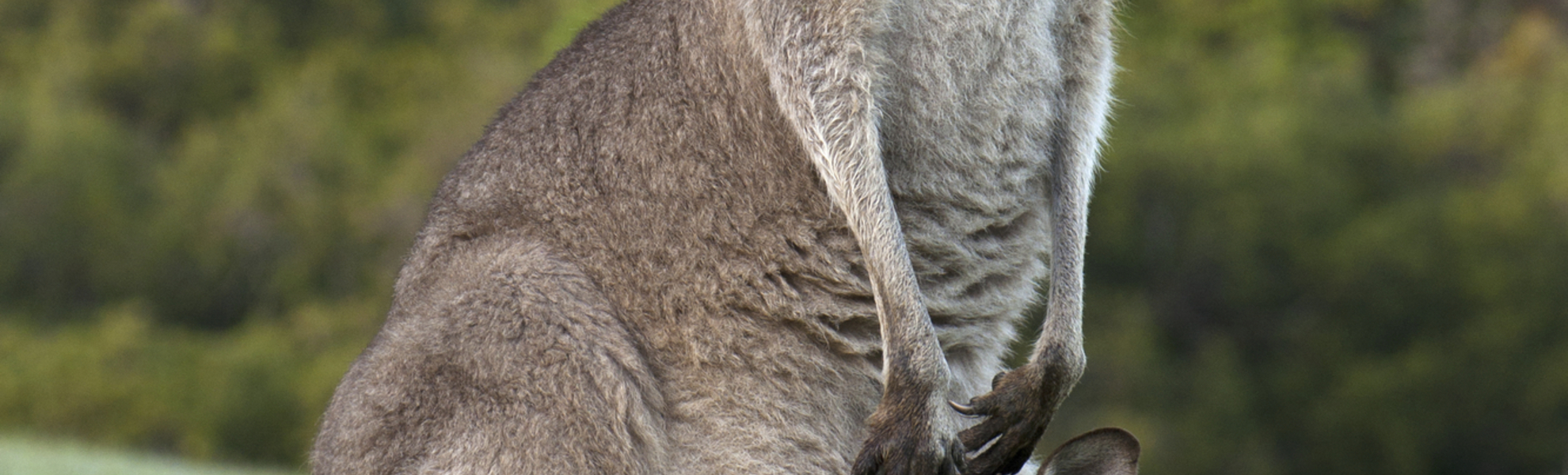 australisches Känguru