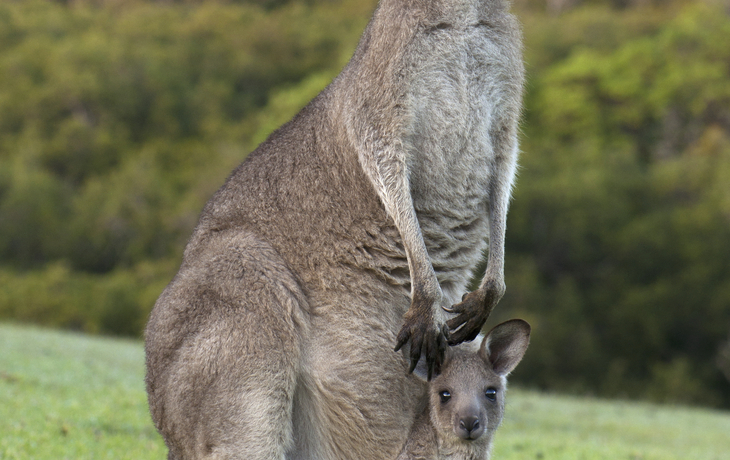 australisches Känguru
