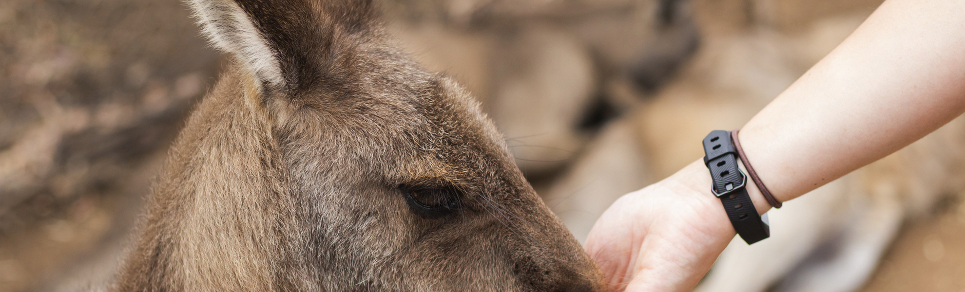 Känguruh in Tasmanien