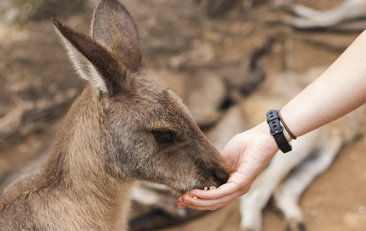 Känguruh in Tasmanien