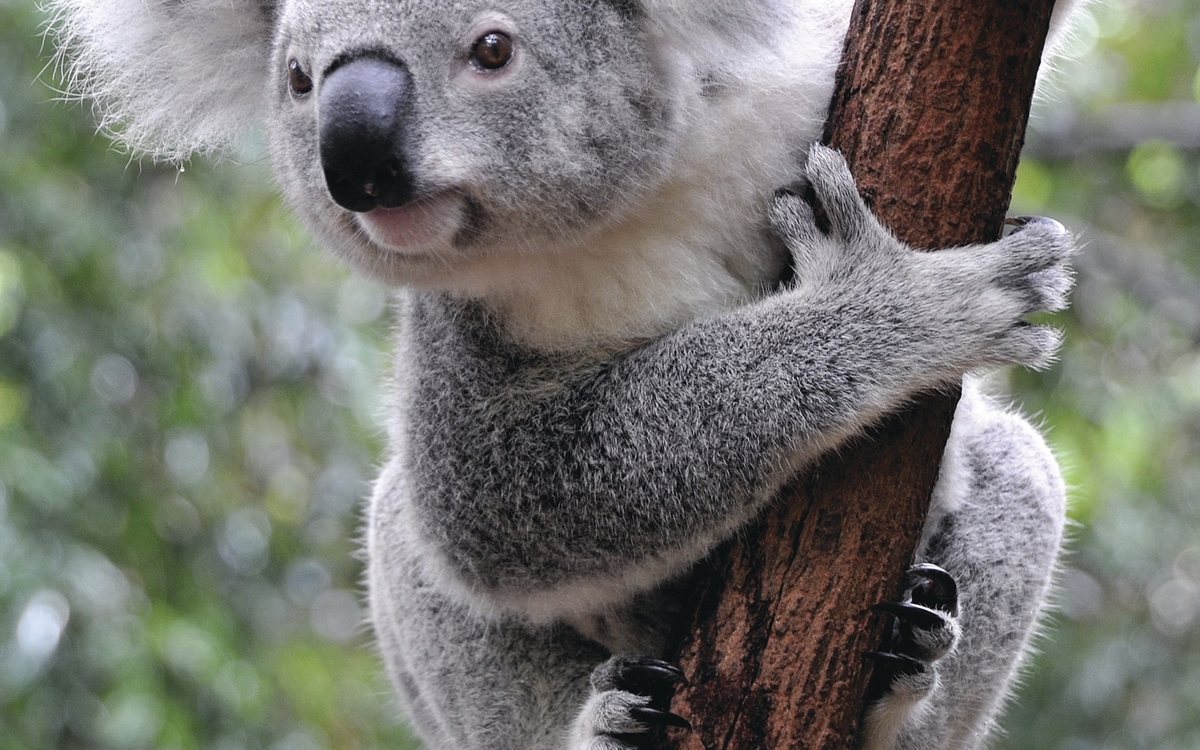Newcastle, Koala Sanctuary