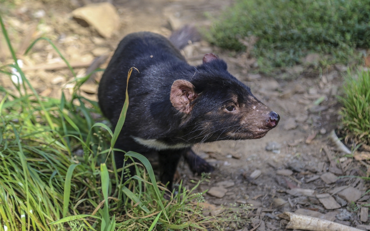 Tasmanischer Teufel