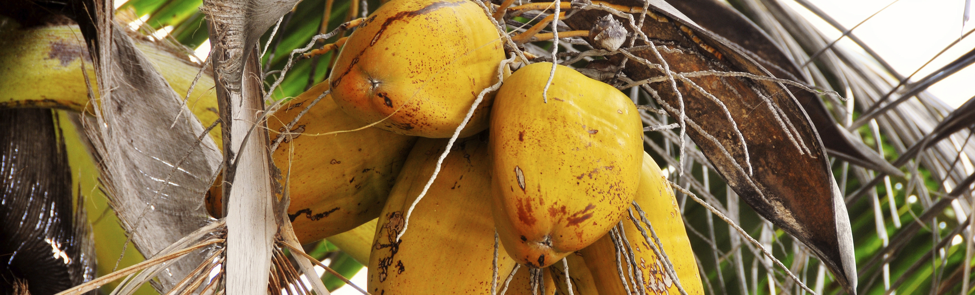 Naturparadies auf La Digue, Seychellen
